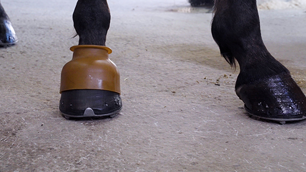 Så funkar trav: boots