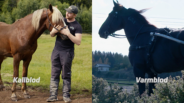 Så funkar trav: kallblod och varmblod